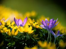 Primavara - fiecare floare are o poveste
